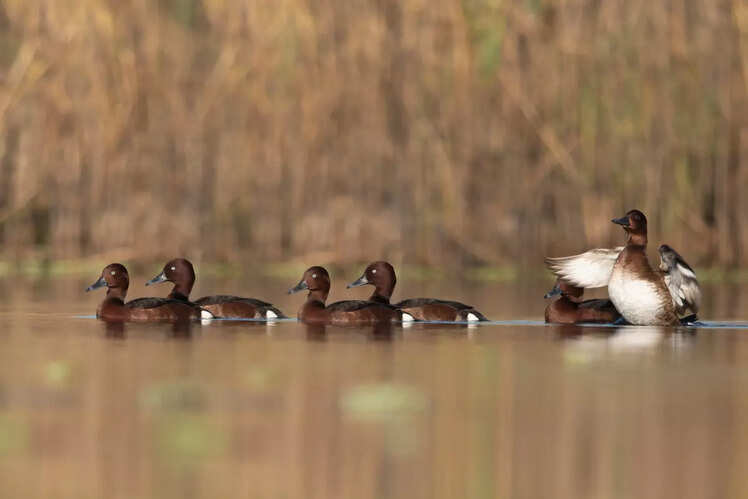 Ferruginous Duck
