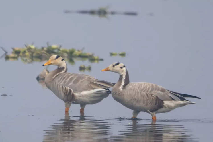 Bar-headed Geese