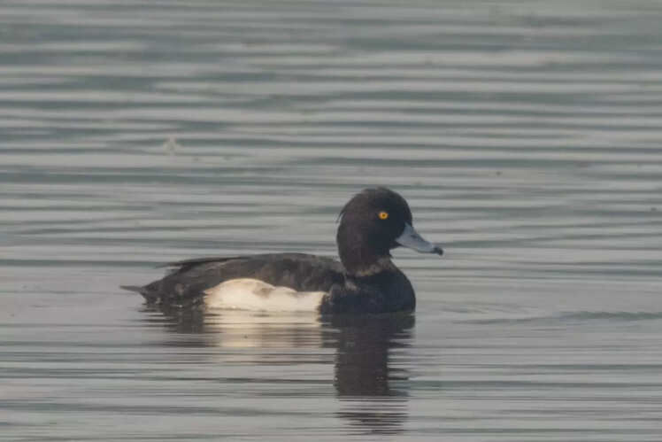 Tufted Duck