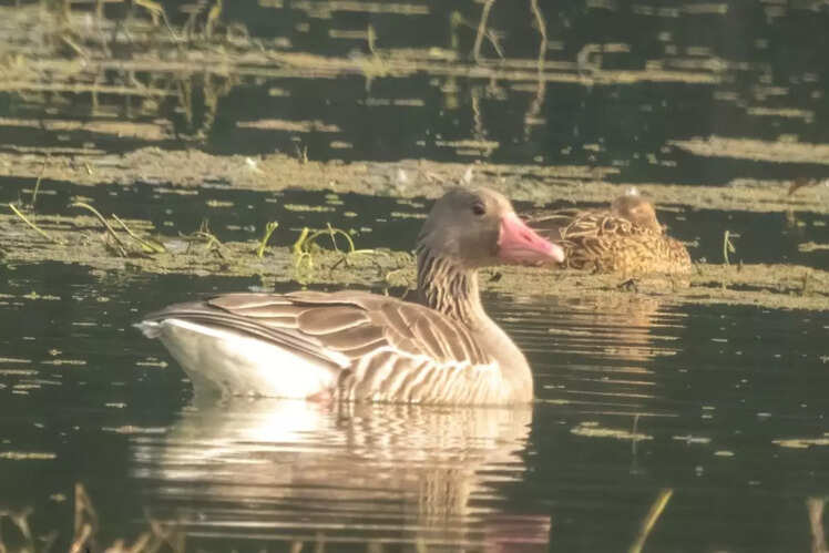 Greylag Geese