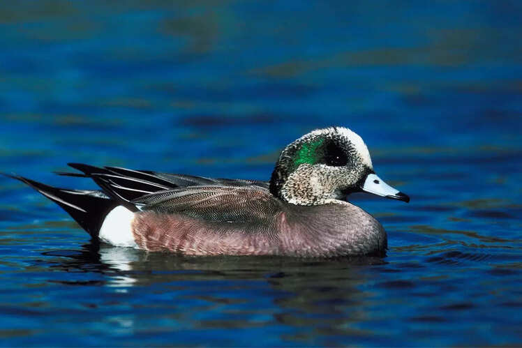 Widgeon