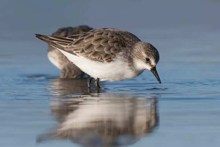 Ruff and Stint