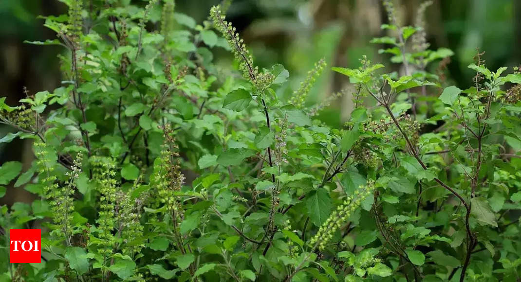 Tulsi Tales The Spiritual and Healing Powers of Holy Basil in