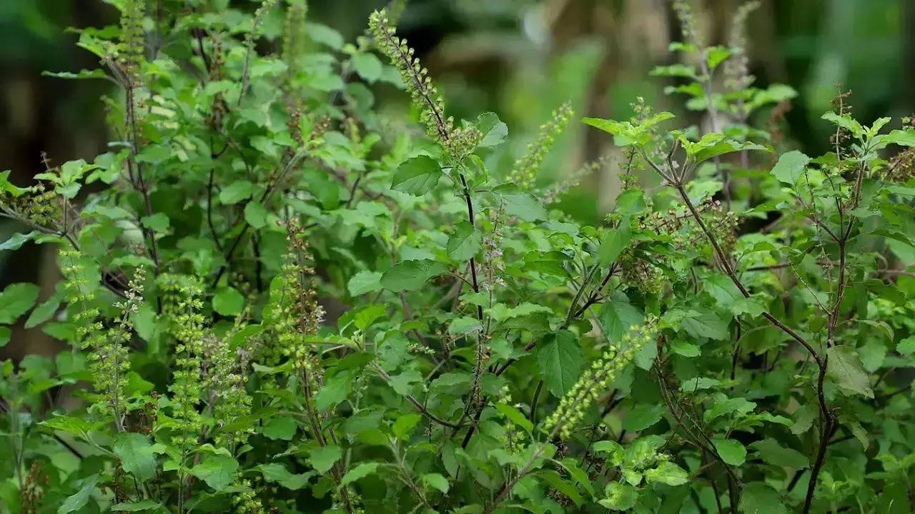 Tulsi Tales The Spiritual and Healing Powers of Holy Basil in