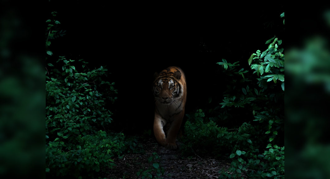 Pench Tiger Reserve becomes country’s first Dark Sky Park | TimesTravel