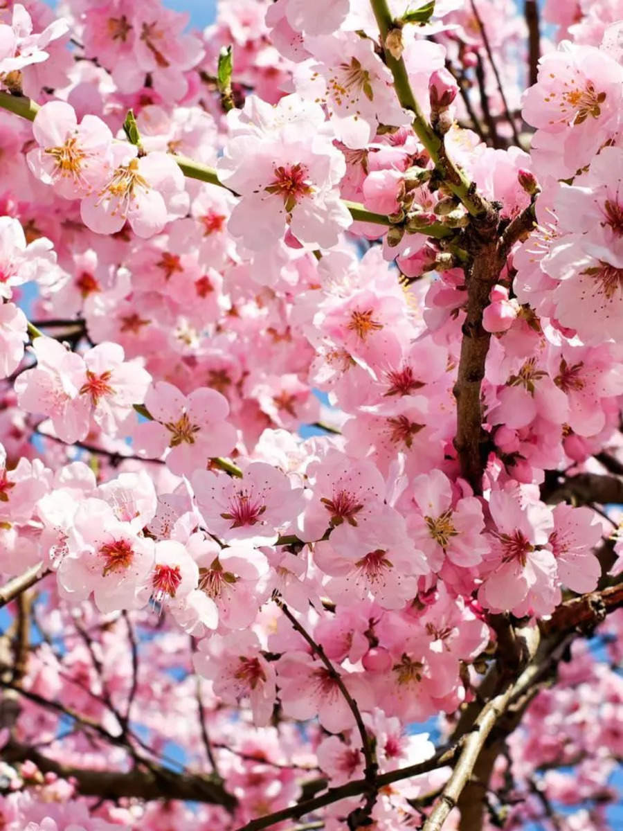 10 Beautiful Traditional Japanese Flowers And Their Meaning | Tkpnews