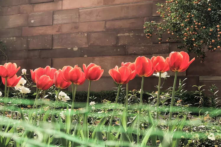 Flower show