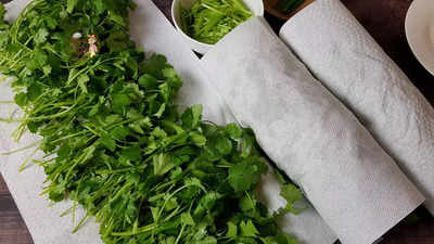How to store coriander in the refrigerator