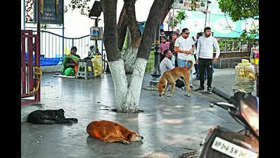 The other side: Animal lovers allege humiliation by locals