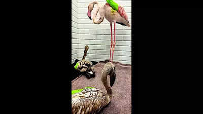 2 flamingos to never take flight again due to manja injuries