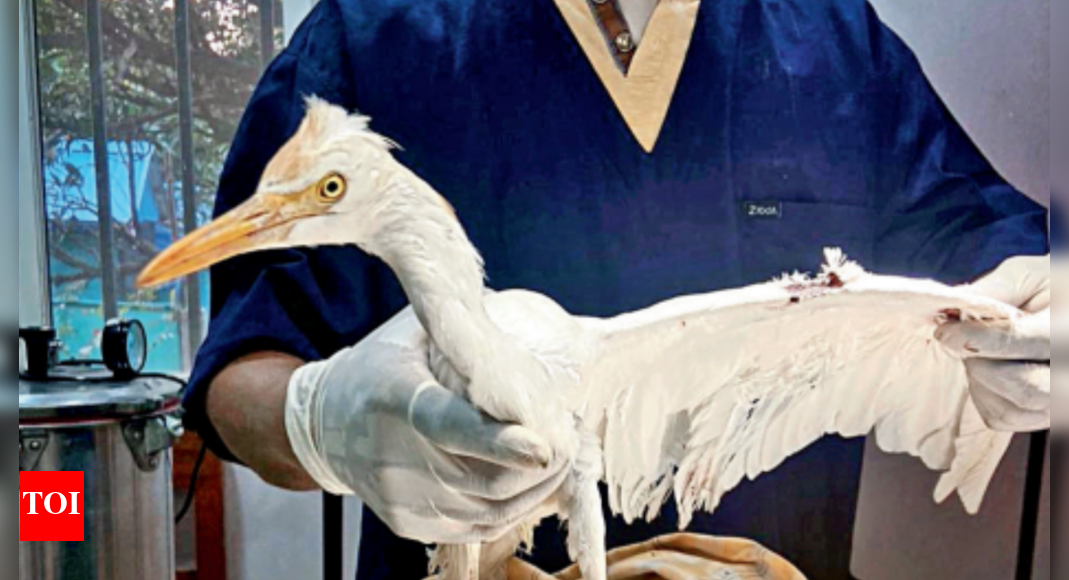 Kite Flying Incidents Death Toll Rises to 9 Hyderabad News Times