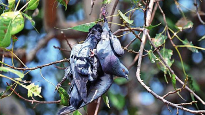 Manja turns death trap for birds in Hyderabad