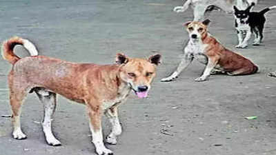 Who feed the dogs out? Bhopal Municipal Corporation must earmark areas & time, punish violaters, say experts