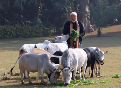 PM Modi feeds Panganur cows on Makar Sankranti: All you need to know ...