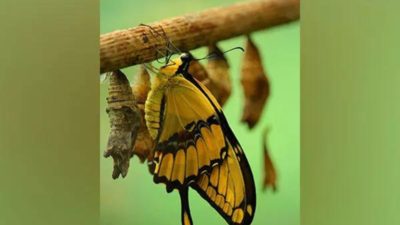 Butterflies might lose spots as climate warms: Research