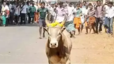 Man gored to death by bull during unauthorised manjuvirattu near Trichy