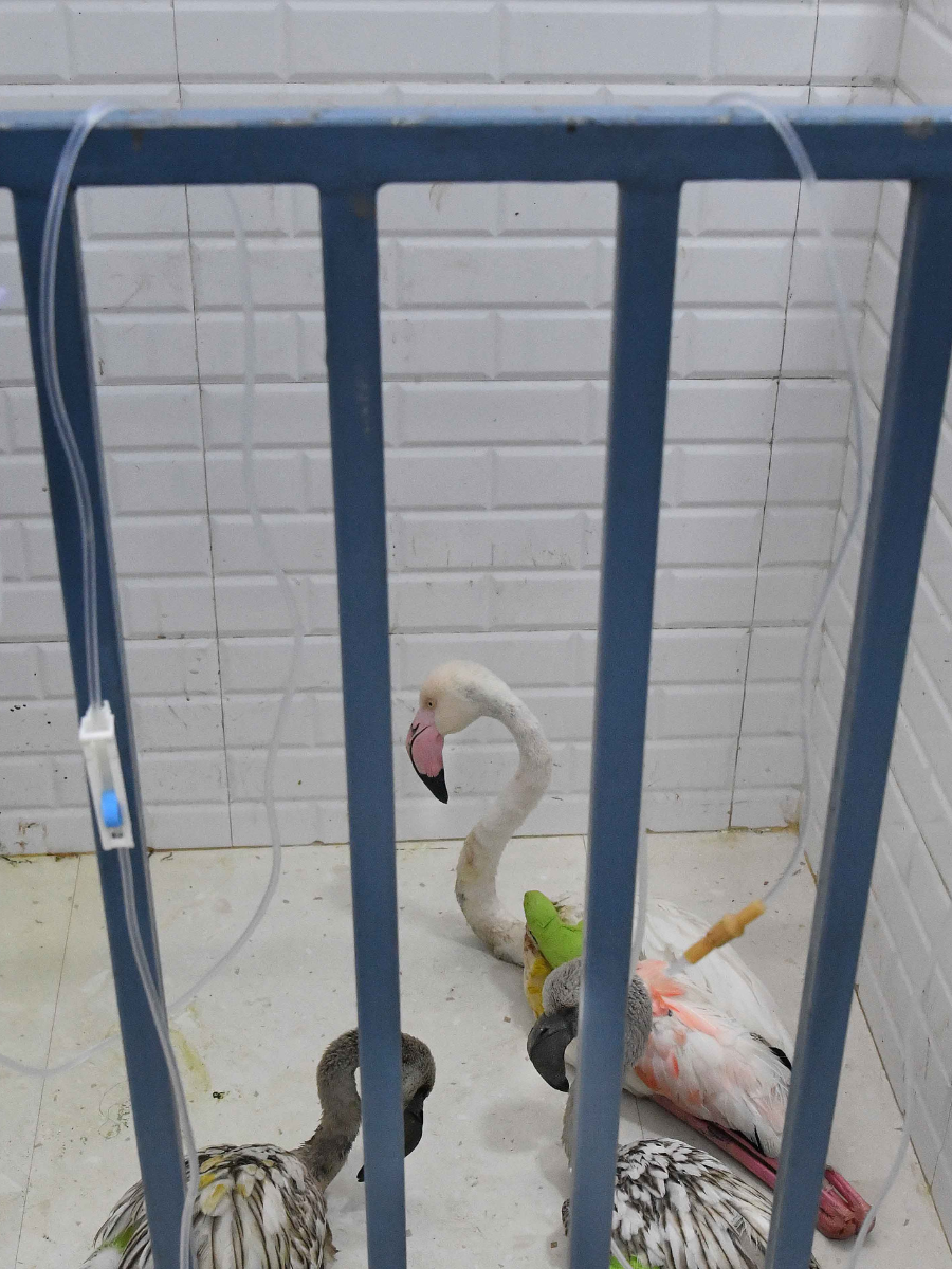 Birds suffer injures due to sharp-edge manjas | Times of India