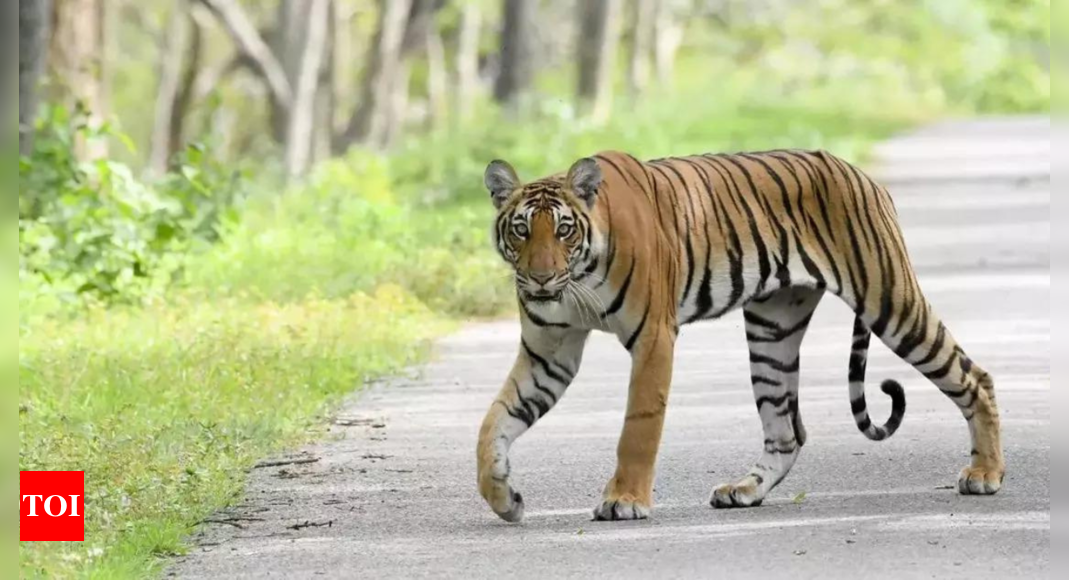 Tiger strays out of Sariska, attacks farmer – Latest News | India News