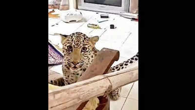 Leopard enters staff room of Jaipur hotel, rescued after 1 hour