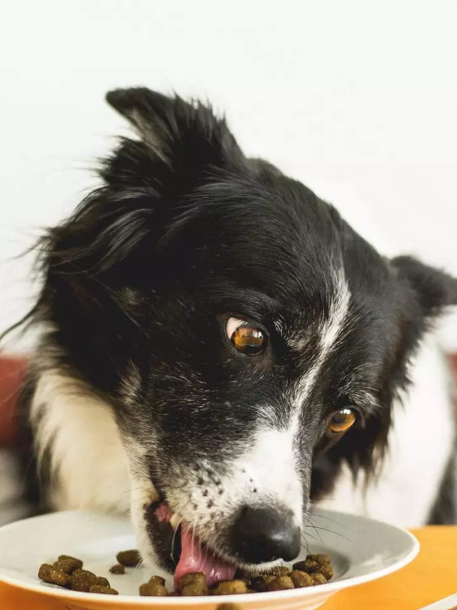 What human food shop can border collies eat