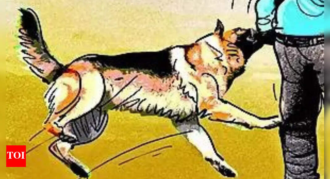 Ahmedabad Dog Owner Sentenced to 1 Year in Jail for Pet Attacks