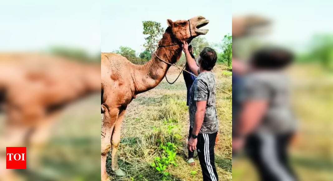 Wounded Camel Used For Rides Rescued From Resort In Panvel | Navi ...