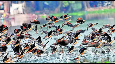 Climate change, habitat loss and pollution behind dip in migratory bird count in Bengal