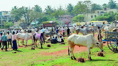 Drought forces farmers to sell their cattle in Dharwad