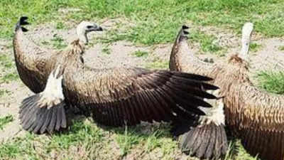 As Lord Ram Returns Home, Jatayu Gets New Abode In Pench Tiger