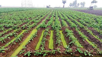 Winter rain deals blow to crops, potato hit hardest