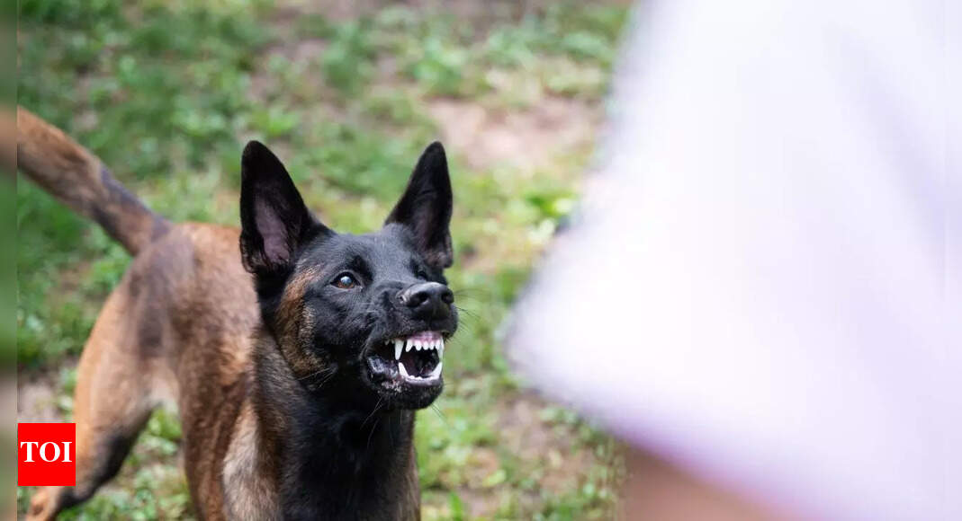 Resource Guarding Behaviour in Pet Dogs Causes and Handling Times