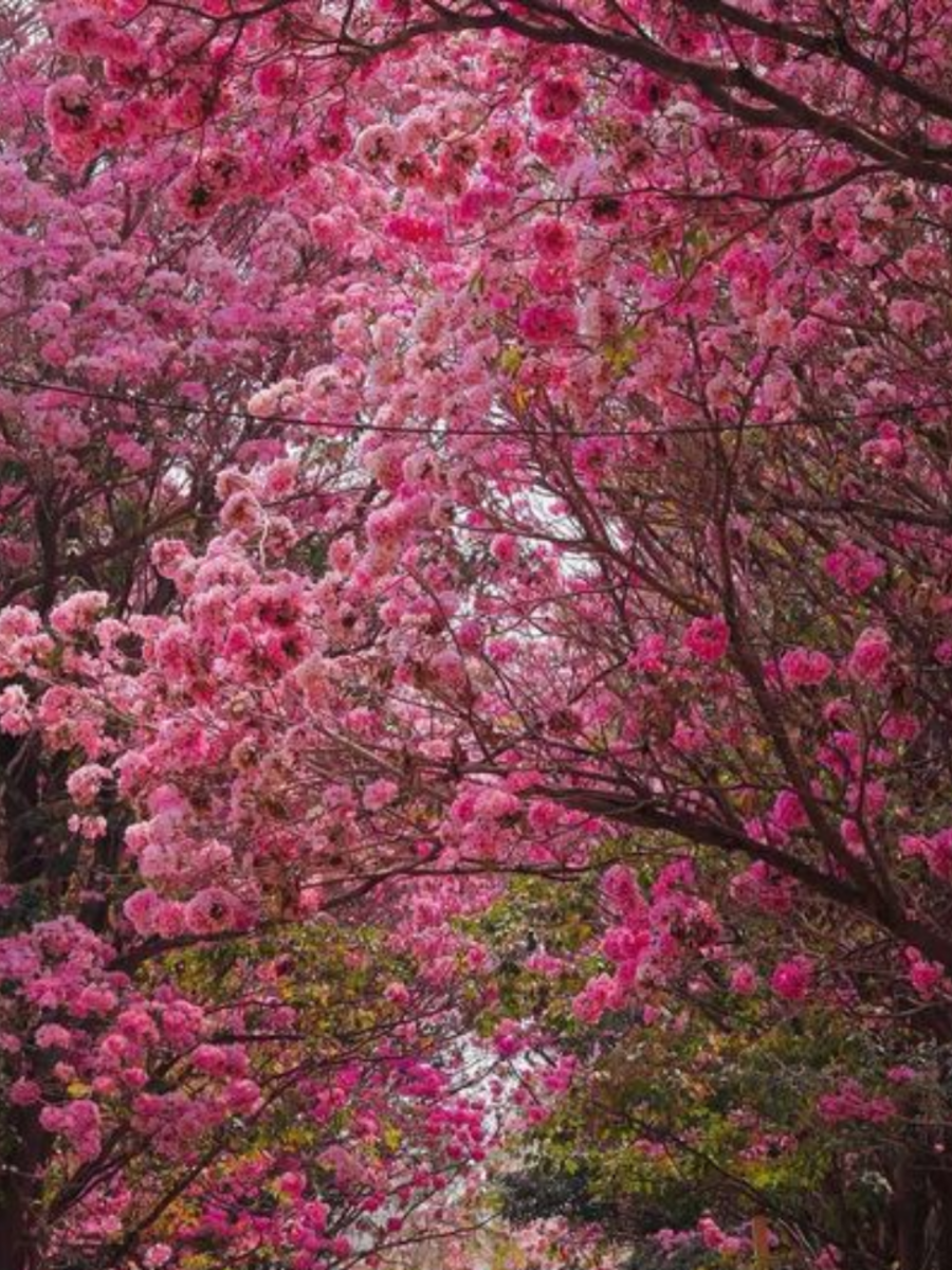 Bengaluru And These States Get to See Cherry Blossom in Spectacular ...