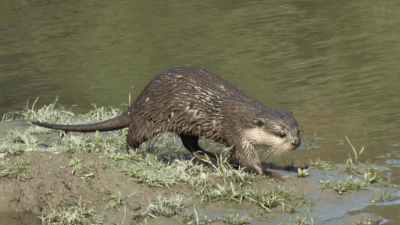 Elusive Binturong, small clawed otter added to Kaziranga's mammalian species list