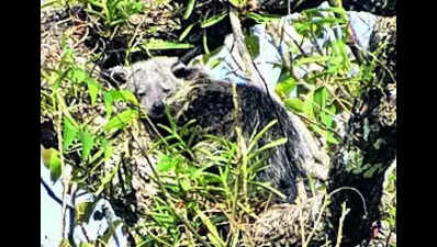 Kaziranga surprises: Binturong spotted, small-clawed otter makes paw-sitive debut