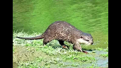 Kaziranga surprises: Binturong spotted, small-clawed otter makes paw-sitive debut