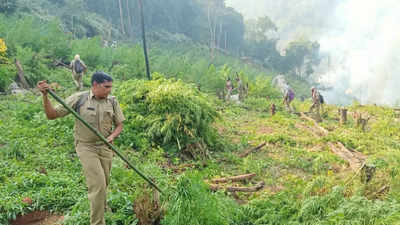 Maoists’ camouflage strategy to evade satellite detection of ganja plants