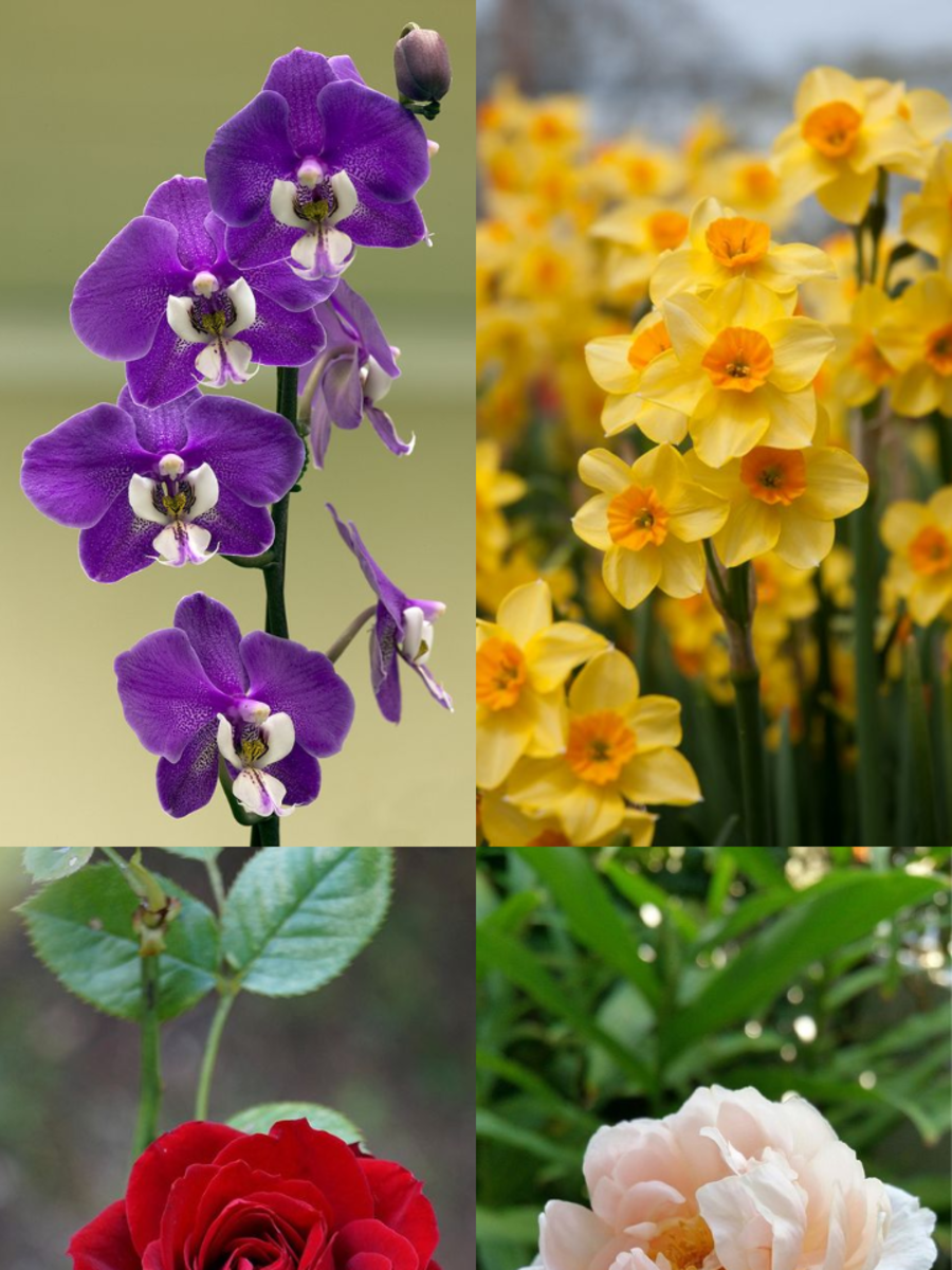 10 Flowers That Represent Good Luck Times Now