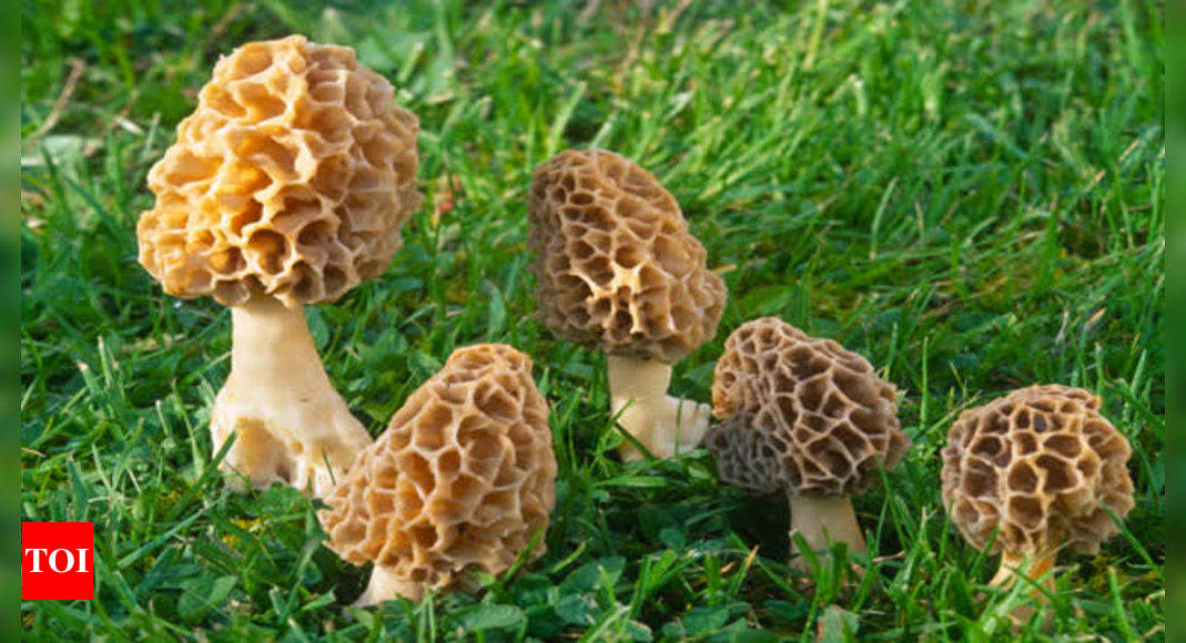 Why morel or guchchi, world’s most expensive mushroom, is vanishing in ...