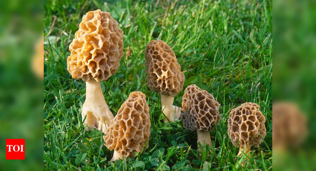 Why morel or guchchi, world's most expensive mushroom, is vanishing in