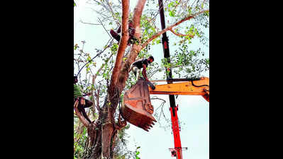 Greens translocate 90 trees on Karkala-Mala NH stretch