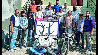 Two smugglers with sambar antlers worth 5.3L detained