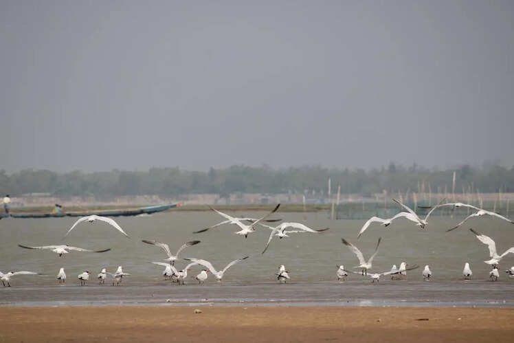 Chilika Lake birdwatching