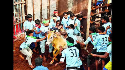 Bull owner gored to death in Dindigul