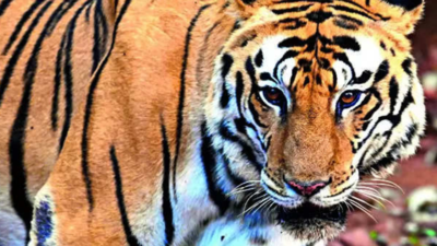 Yet another Big Cat strays out of Bandhavgarh: tuskers’ presence forcing them out, say experts