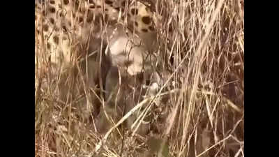Kuno's new cubs! Namibian cheetah 'Jwala' gives birth to three cubs