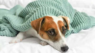 Winter Pet Care: Essential Tips For Taking Care Of Your Dog | - Times ...