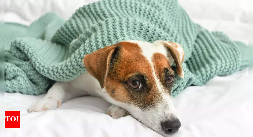 Winter Pet Care Essential Tips for Taking Care of Your Dog Times