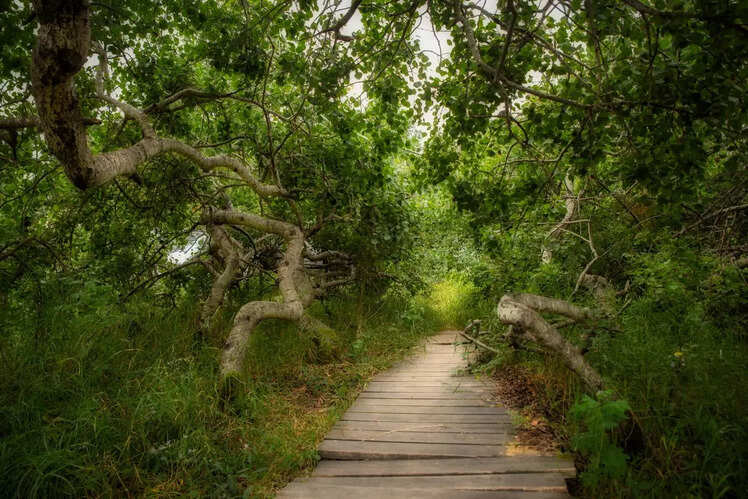 Crooked Trees, Saskatchewan
