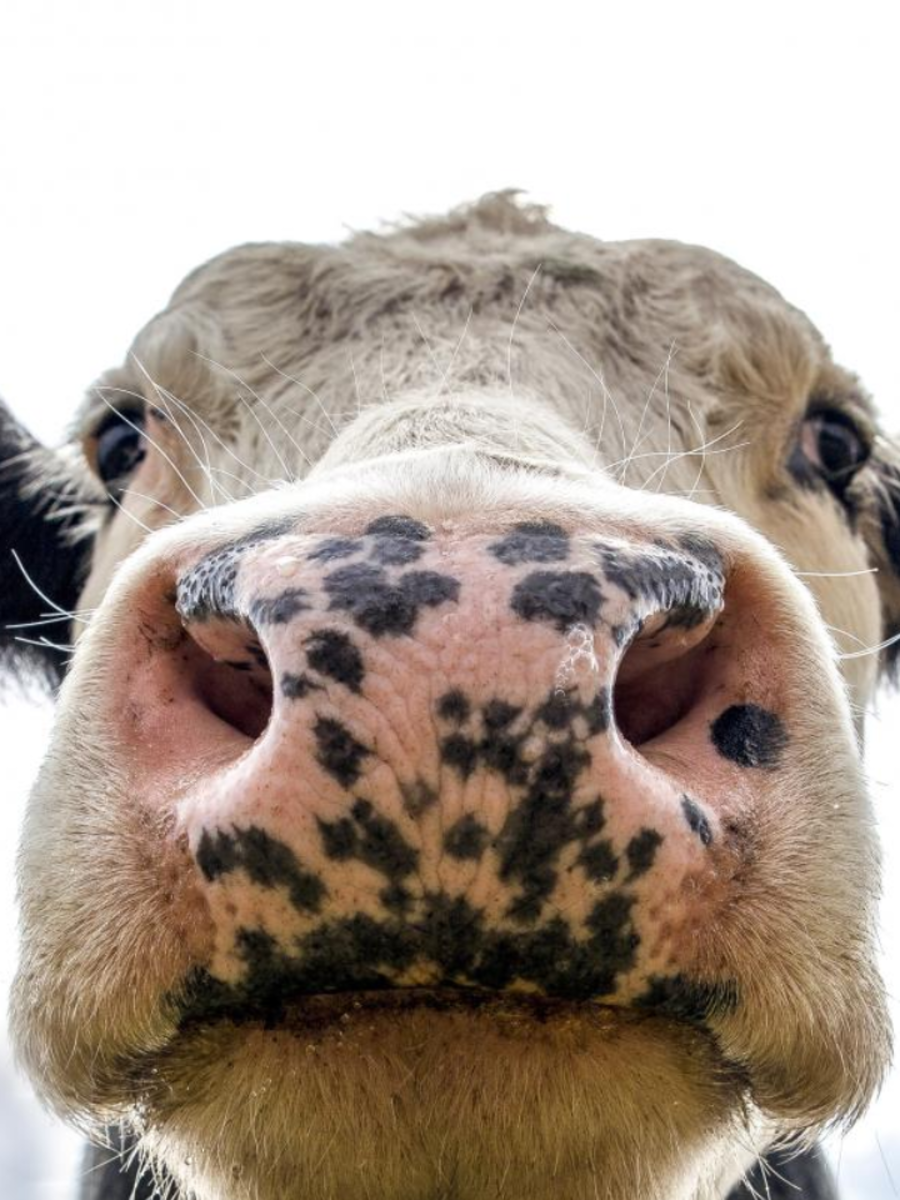 These Animals Are Most Eaten by Humans Around the World, Ranked Times Now