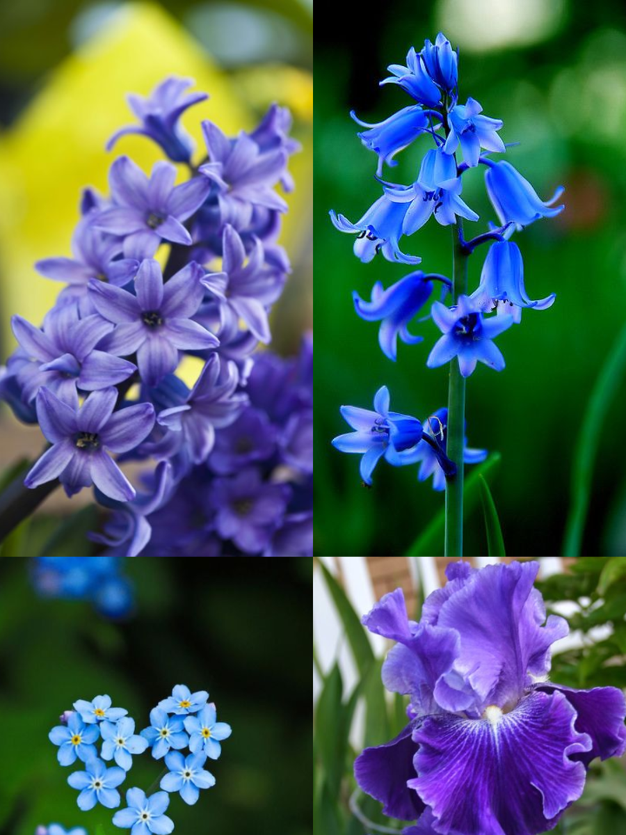 10 Flowers That Represent Faith Times Now
